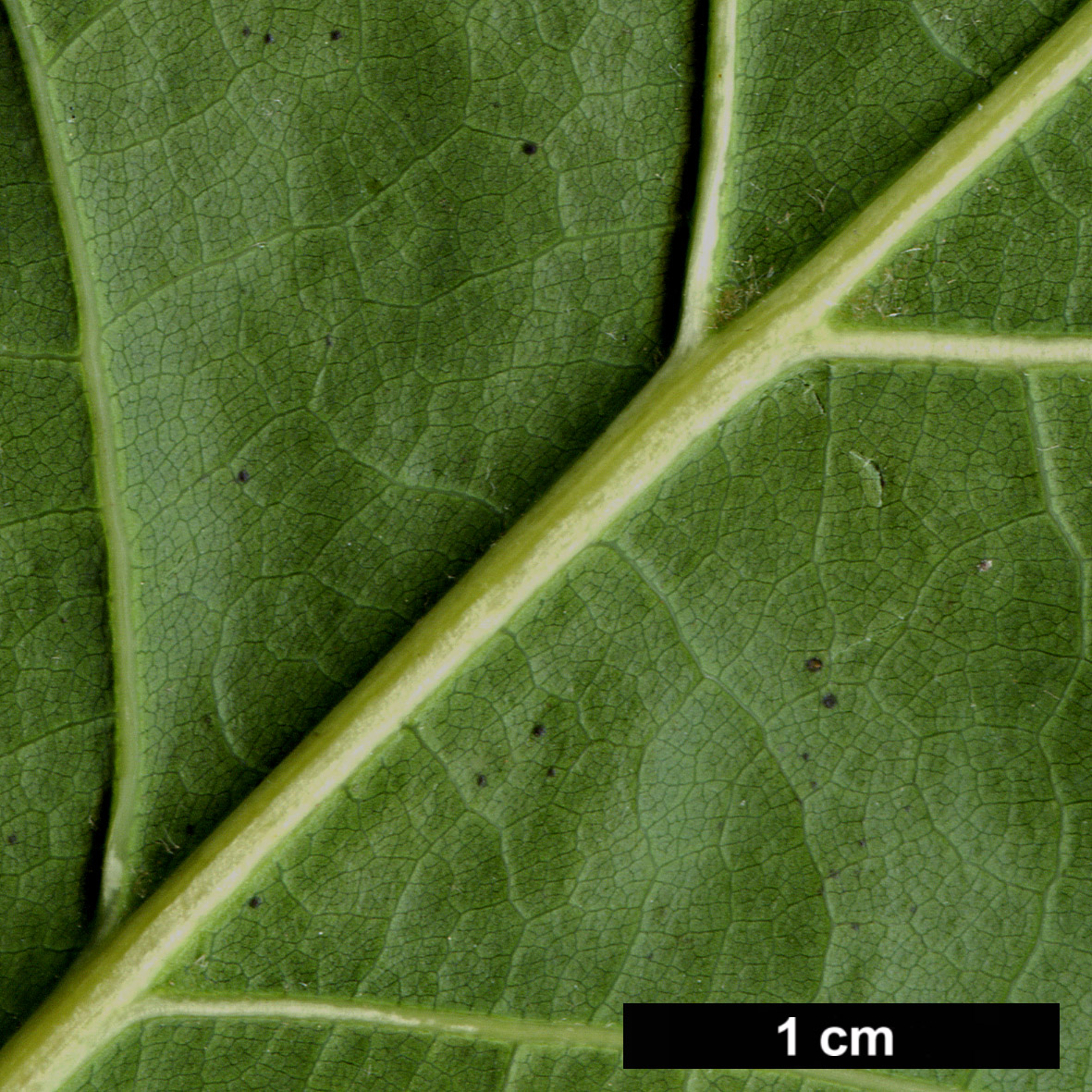 High resolution image: Family: Fagaceae - Genus: Quercus - Taxon: ×richteri (Q.palustris × Q.rubra)